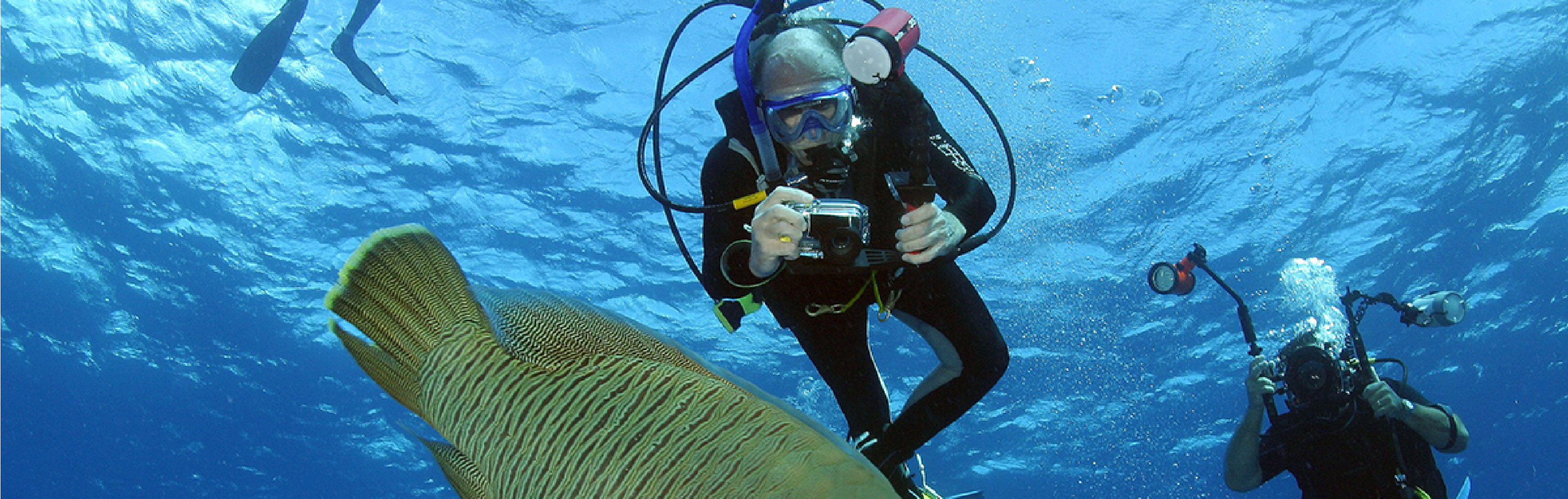 2 scuba divers in the water spotting a fish